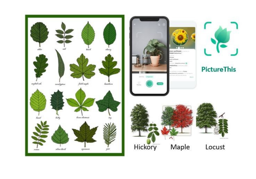 PictureThis - Plant Identifier Free Download